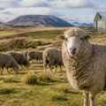 Understanding the Environmental Impacts of Wool Production