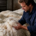 Understanding the Impact of Wool Quality on Pricing in Wool Production