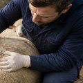 Understanding Common Pests and Diseases in Wool Production Sheep