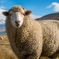 The Impact of Climate and Geography on Wool Quality