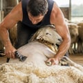 Understanding the Essential Role of Shearers in Wool Production