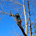 Enhancing Wool Production with Expert Tree Trimming