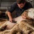 Ensuring Sheep Health and Well-Being During the Shearing Process for Optimal Wool Production